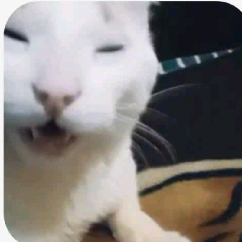 Meme con mèo cười phê thuốc