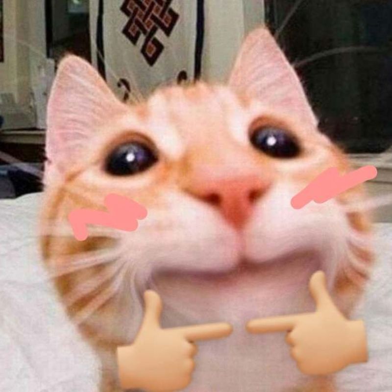 Meme mèo cười ngây thơ