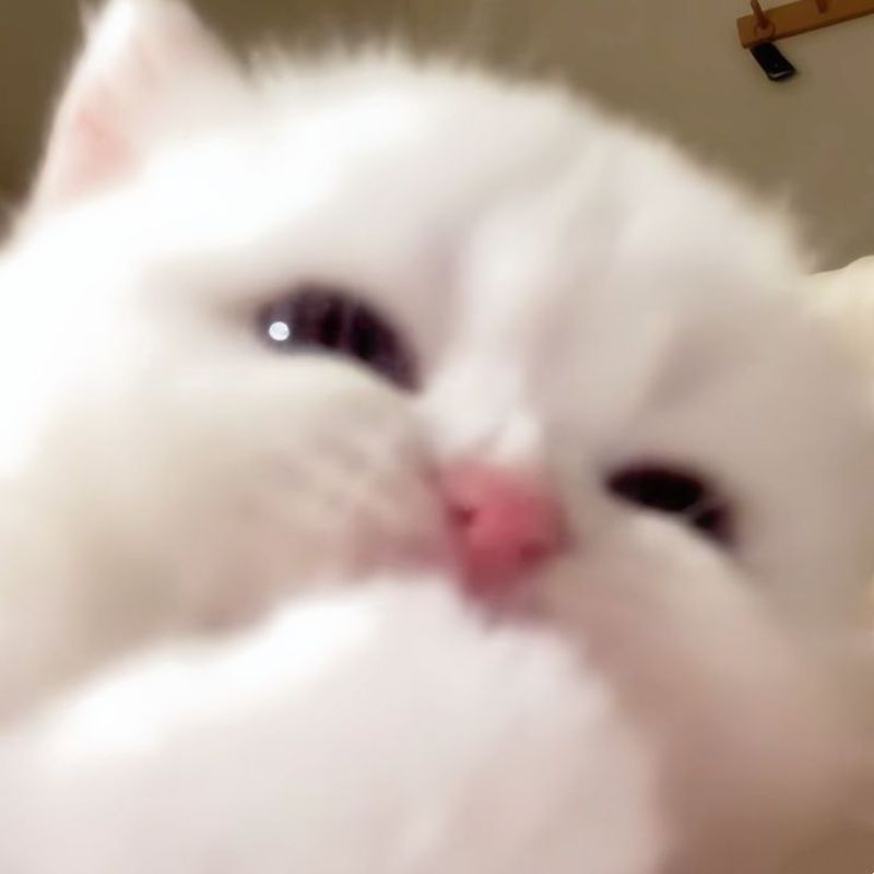 Meme mèo cười hehe dễ thương