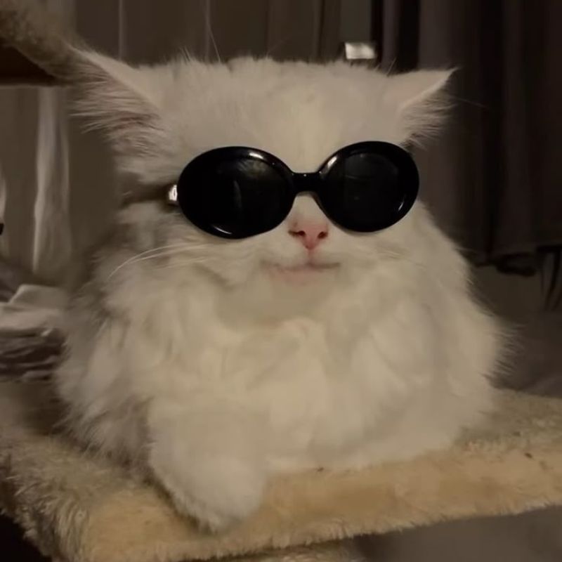 Hình meme mèo cười đeo kính ngầu