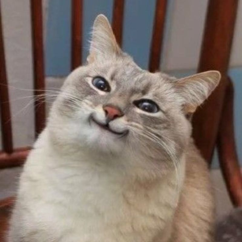 Meme mèo cười - 28