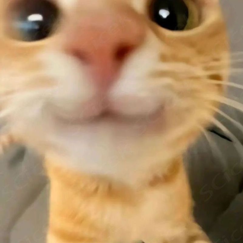 Ảnh meme con mèo cười đắc thắng