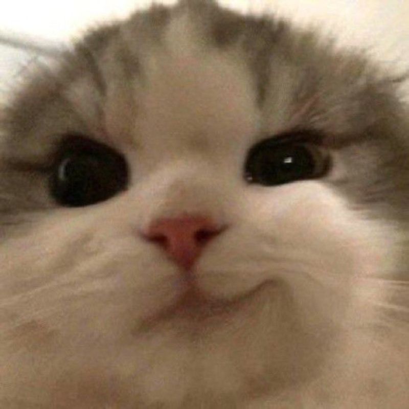 Meme mèo cười đểu