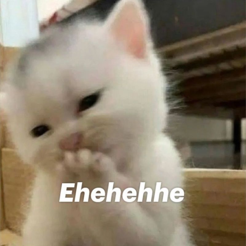 Meme mèo cười hehe