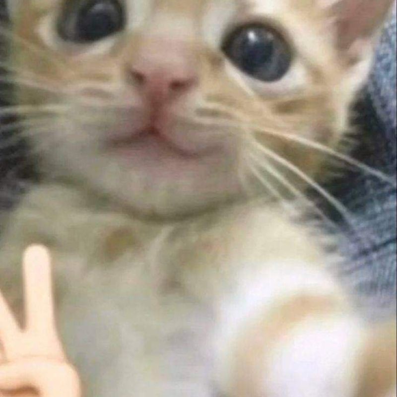 Ảnh meme mèo cười gượng