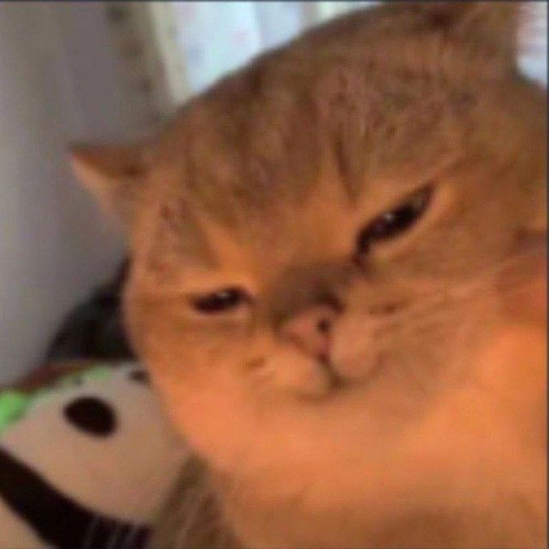Ảnh meme mèo cười hí hí