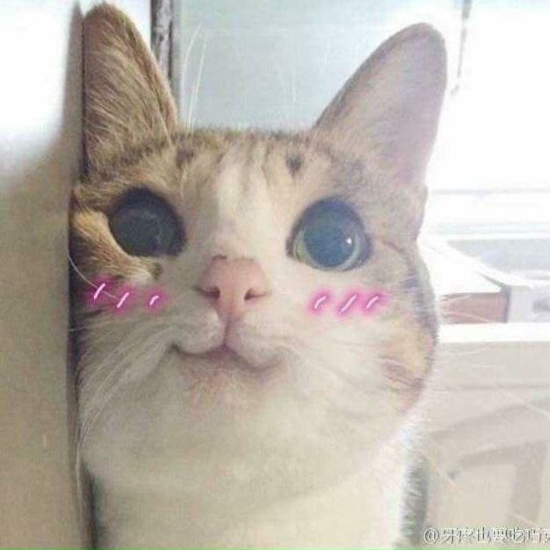 Ảnh meme mèo cười dễ thương