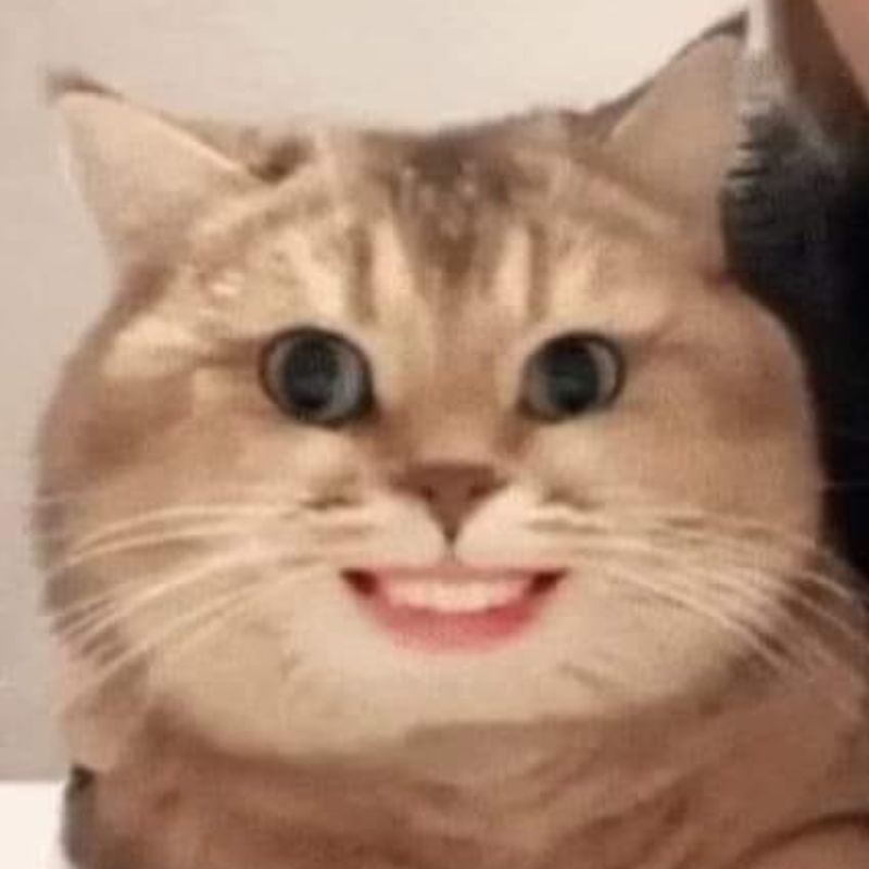 Meme mèo cười hehe bất lực