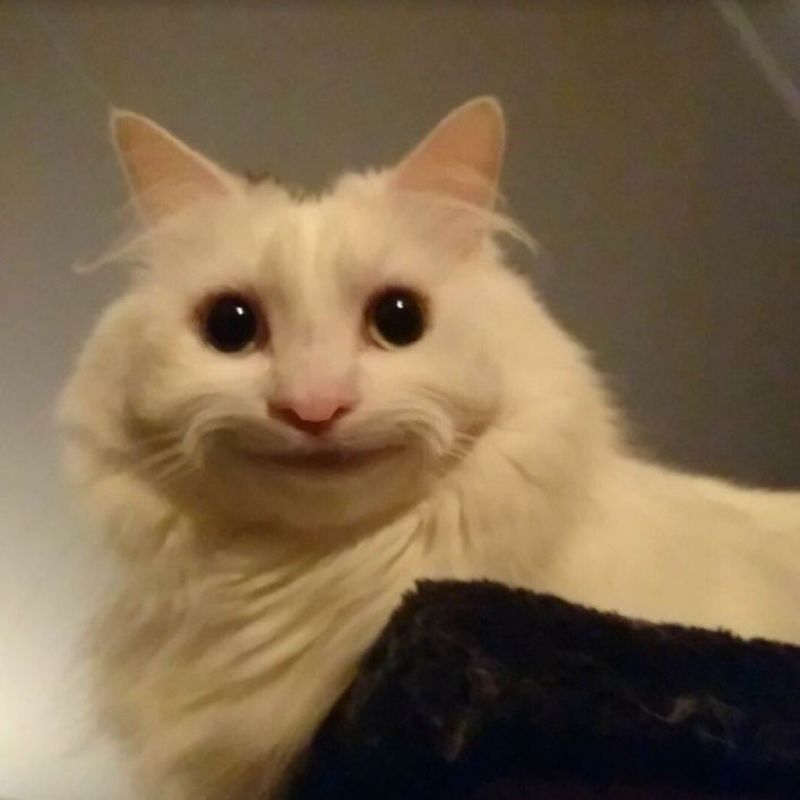Meme mèo cười gượng
