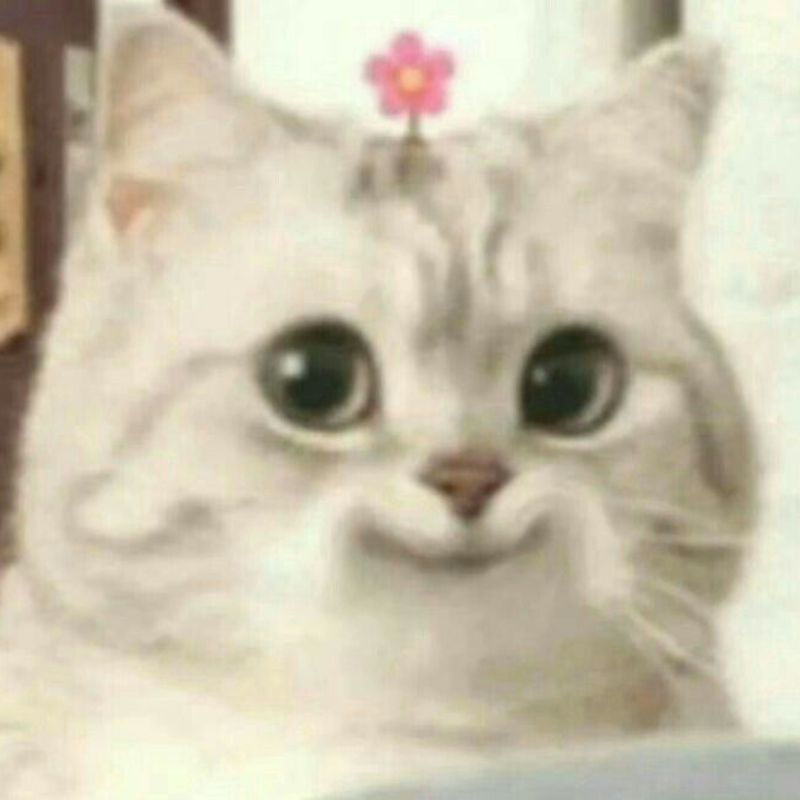 Ảnh meme mèo cười gượng