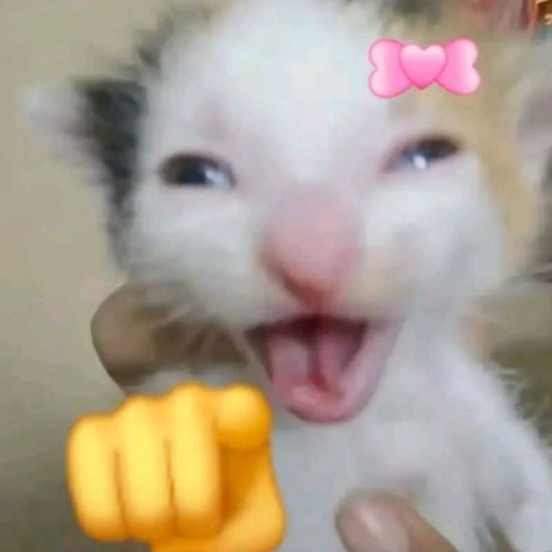 Meme mèo cười chỉ tay cực hài