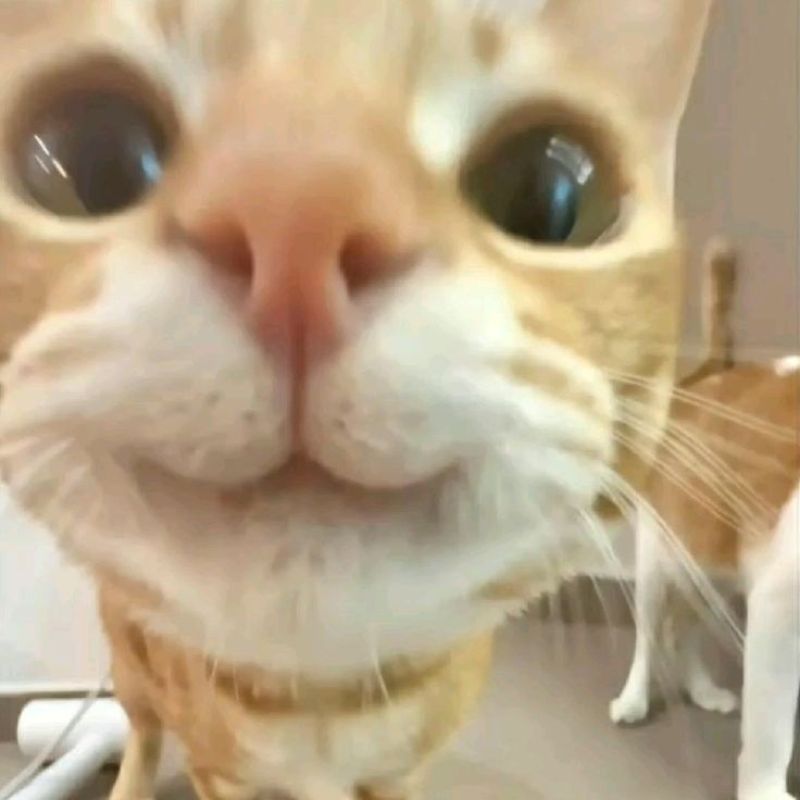 Ảnh meme con mèo cười khinh bỉ