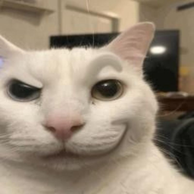 Meme mèo cười nhếch mép