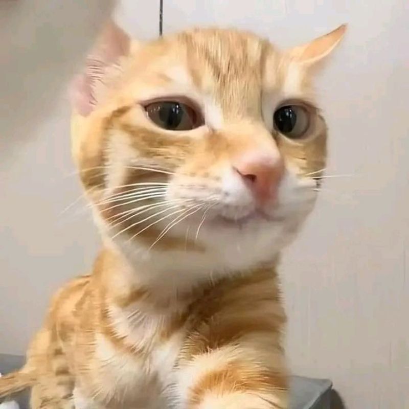 Meme mèo cười khinh