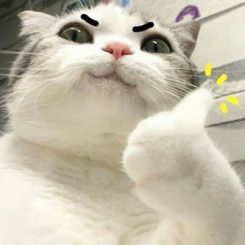 Ảnh meme mèo cười cute