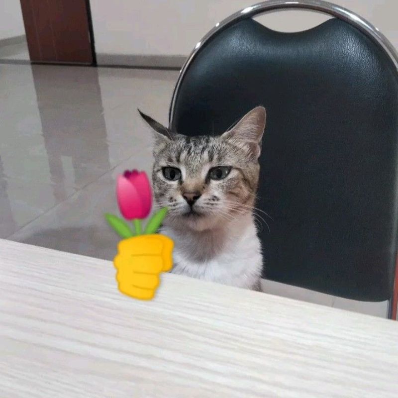 Meme mèo tặng bông hoa