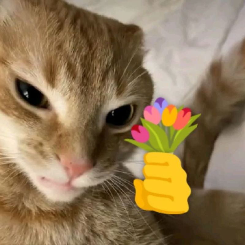 Cute meme mèo tặng hoa