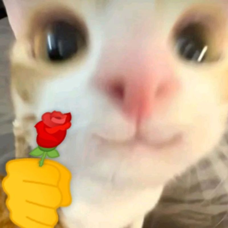 Ảnh meme con mèo tặng hoa