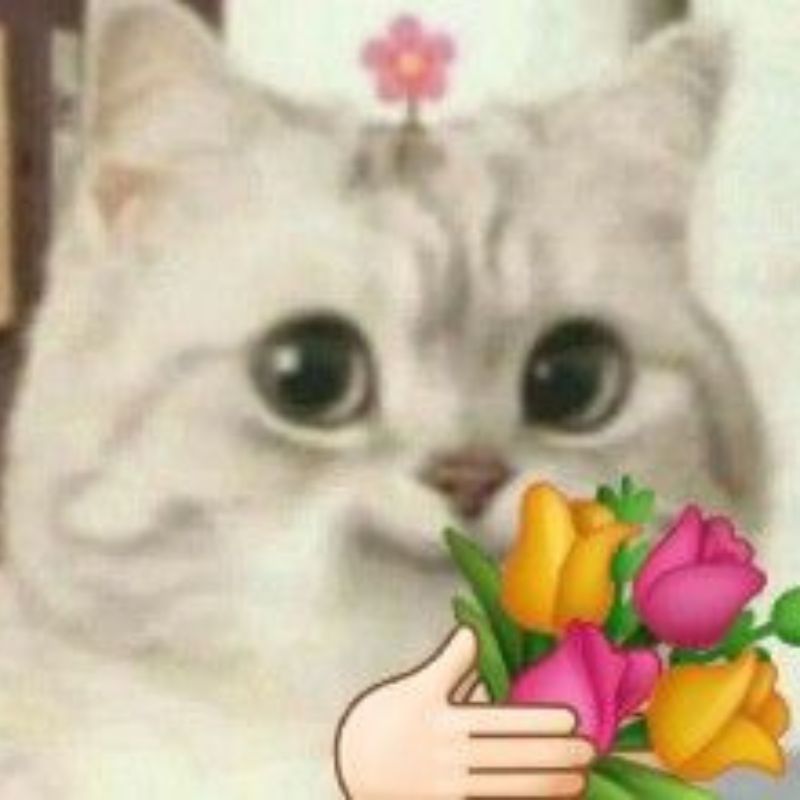 Ảnh meme mèo tặng bông đáng yêu không lối thoát!