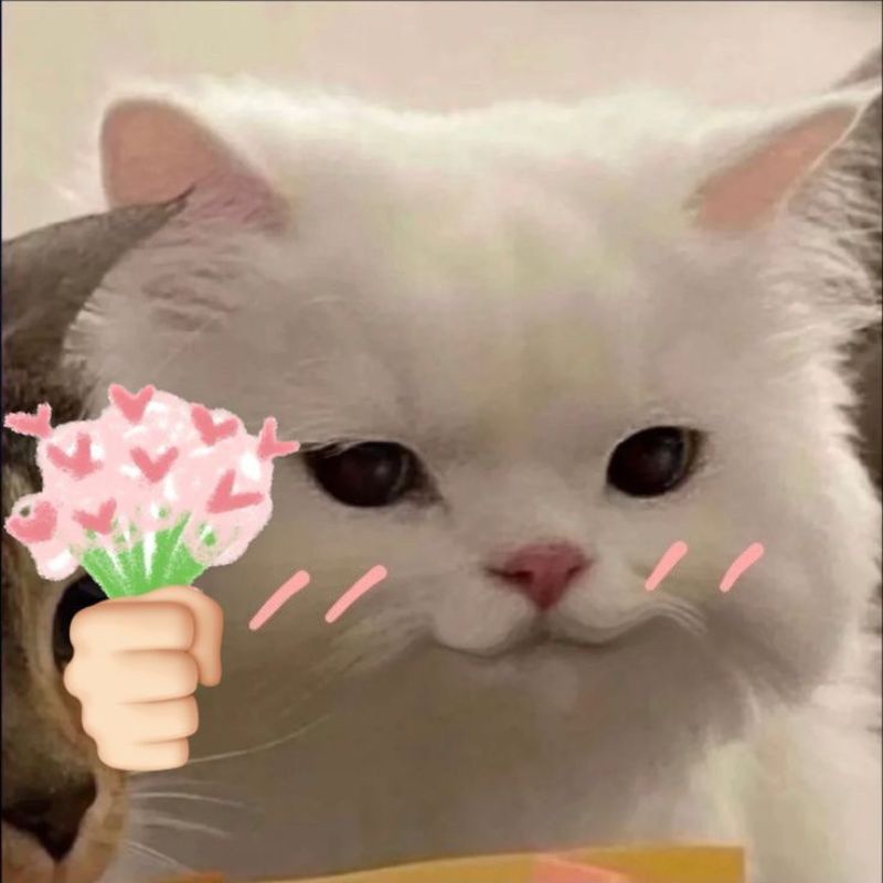 Ảnh meme mèo cute tặng hoa