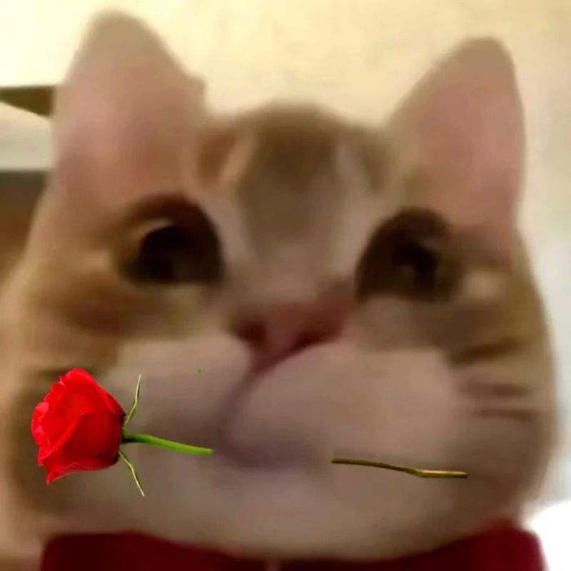 Meme mèo tặng bông