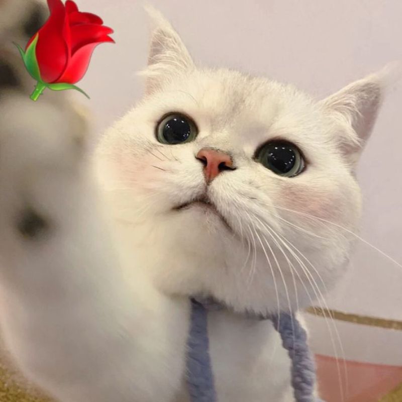 Ảnh meme mèo tặng hoa