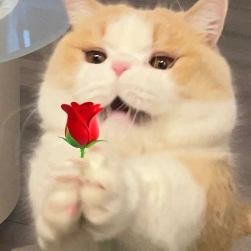 Ảnh meme mèo tặng bông