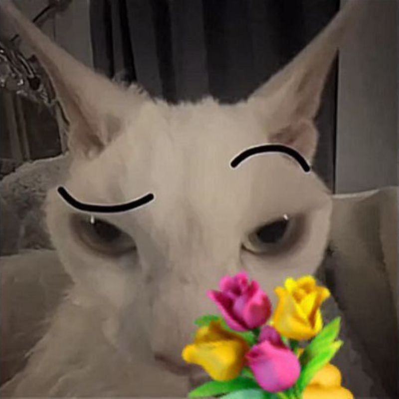 Ảnh meme mèo tặng bông