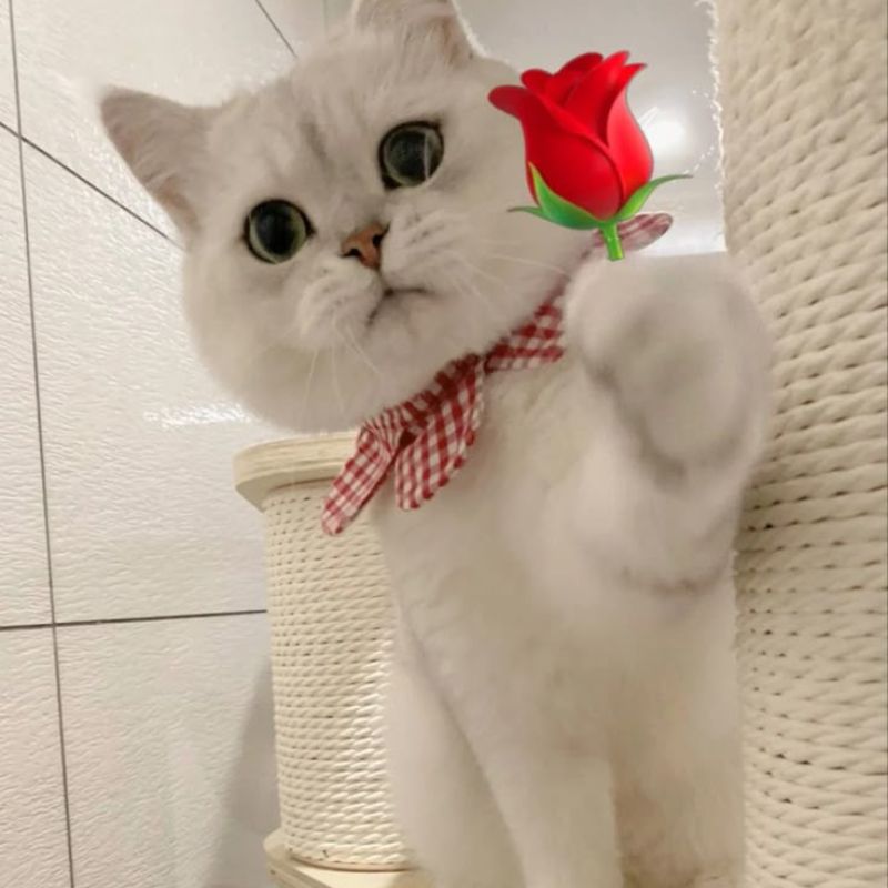 Hình meme con mèo tặng hoa