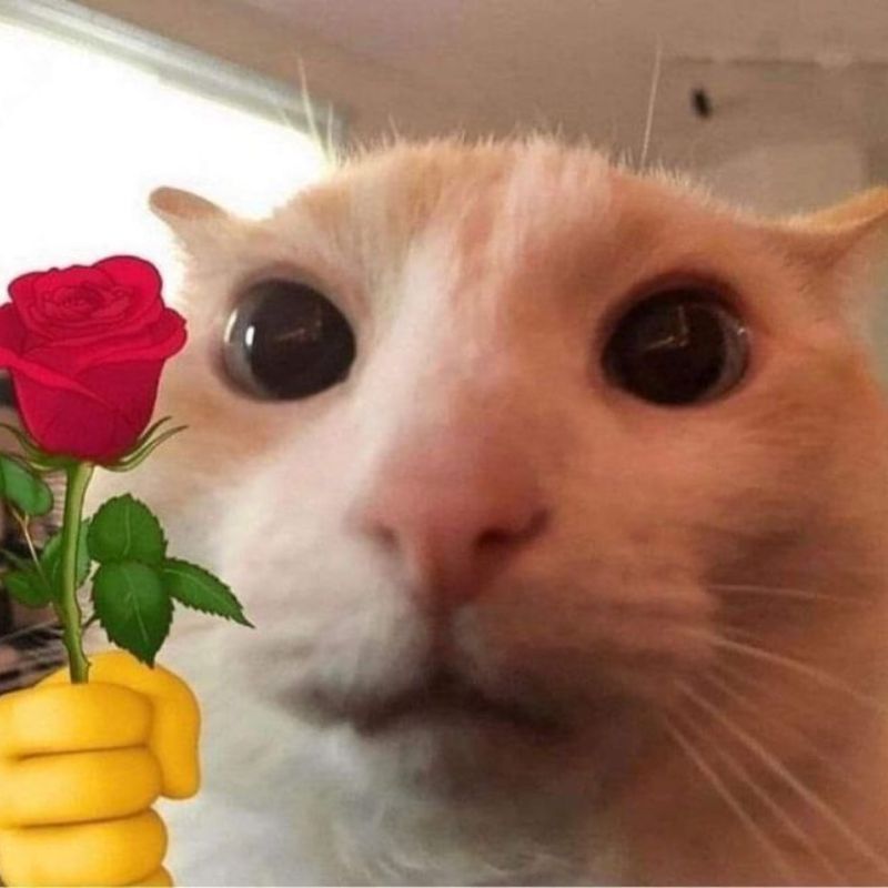 Ảnh meme mèo tặng hoa cute