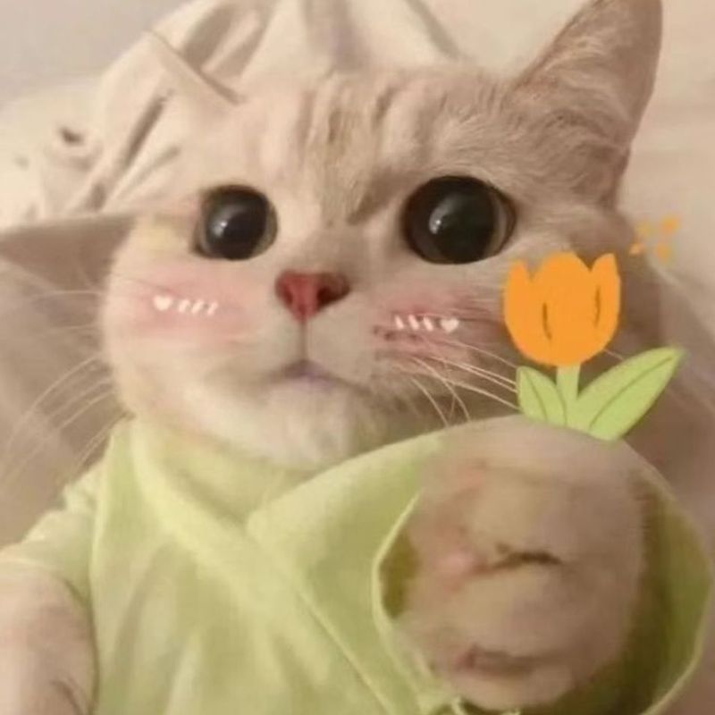 Ảnh meme con mèo tặng hoa