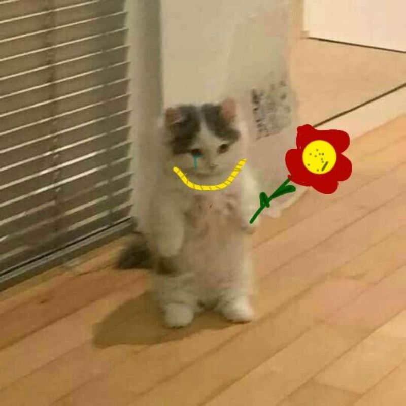 Ảnh mèo meme tăng hoa đẹp