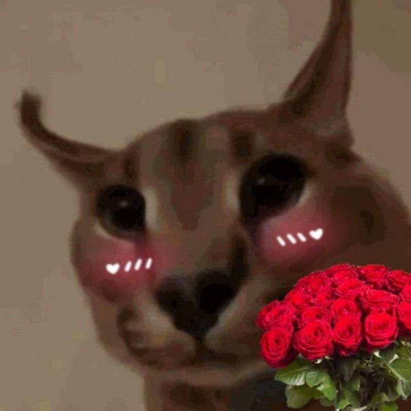 Meme mèo tặng hoa ngại ngùng