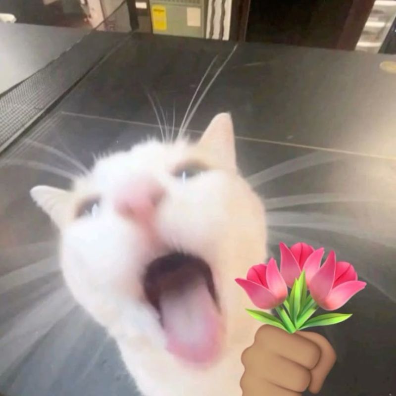 Ảnh meme mèo tặng hoa