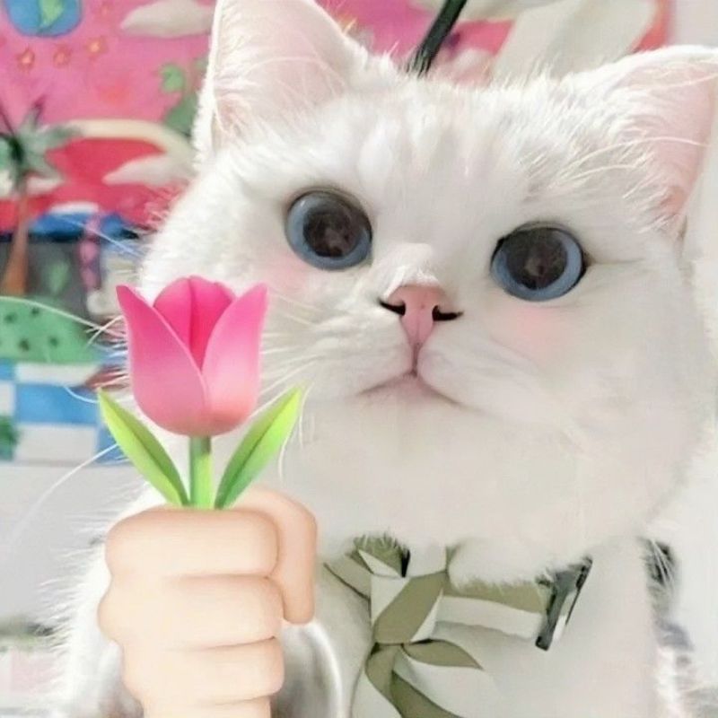 Ảnh meme mèo tặng hoa tulip