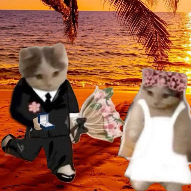 Ảnh meme mèo tặng bông