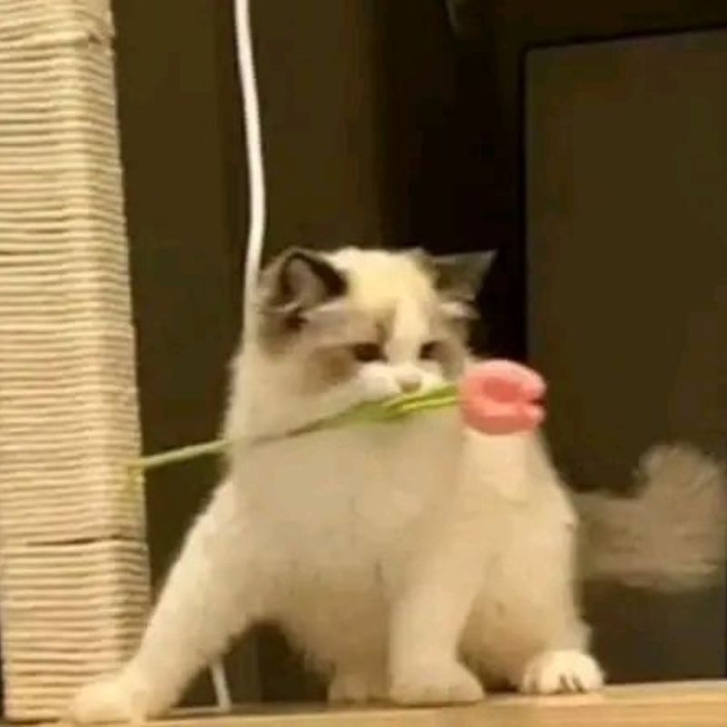 Hình meme con mèo tặng hoa