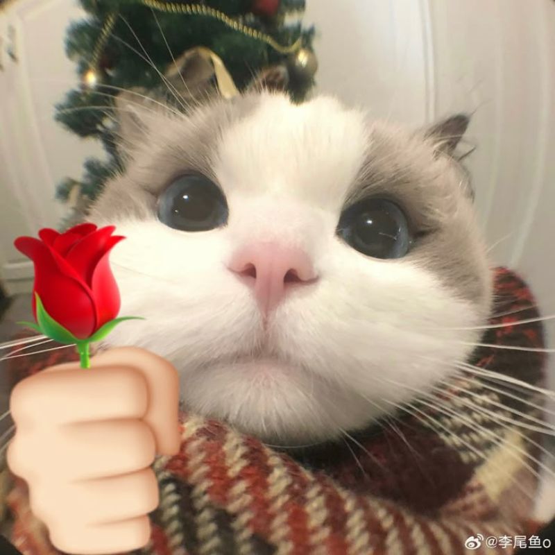 Ảnh cute meme mèo tặng ho