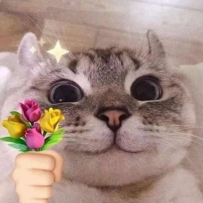 Ảnh meme mèo tặng bó hoa