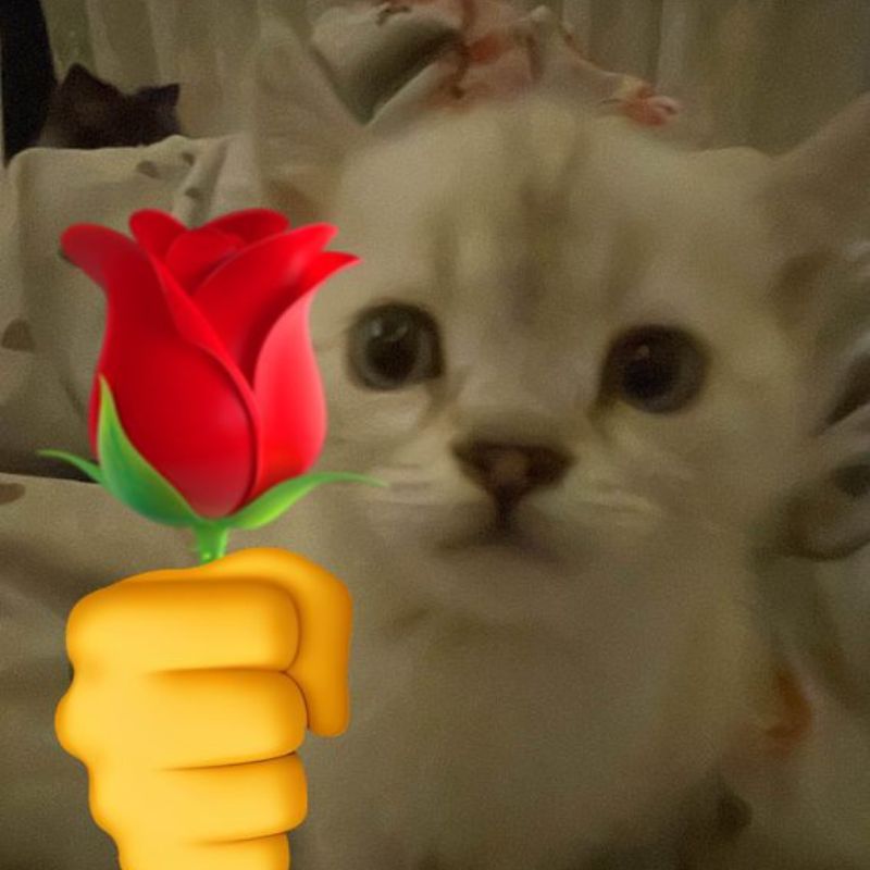 Ảnh cute meme mèo tặng hoa
