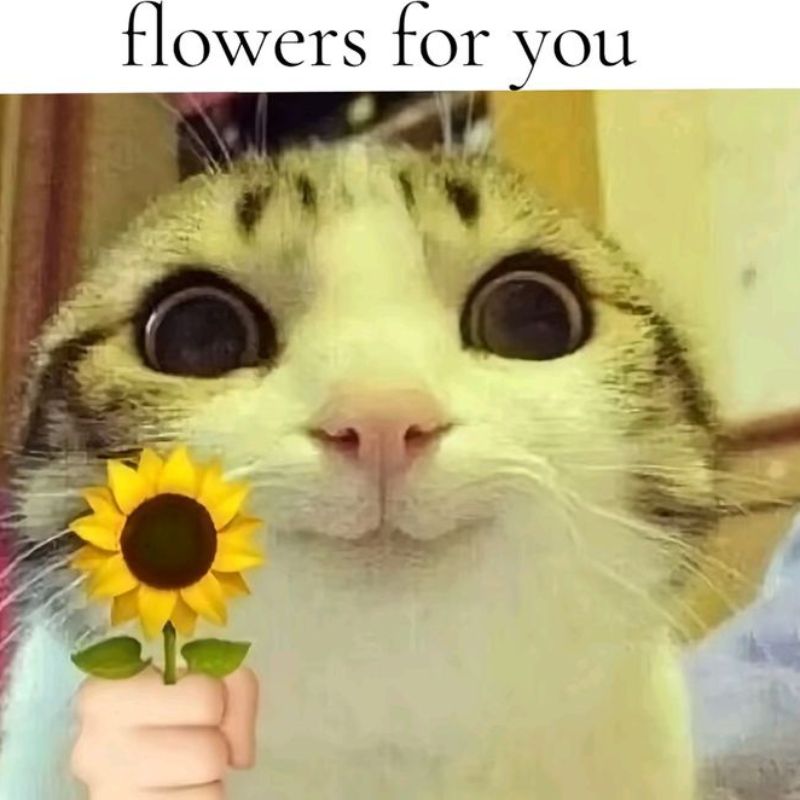 Meme mèo tặng hoa hướng dương