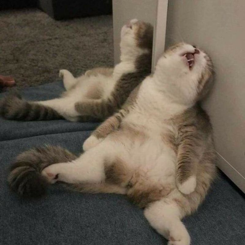 Ảnh meme mèo mệt mỏi