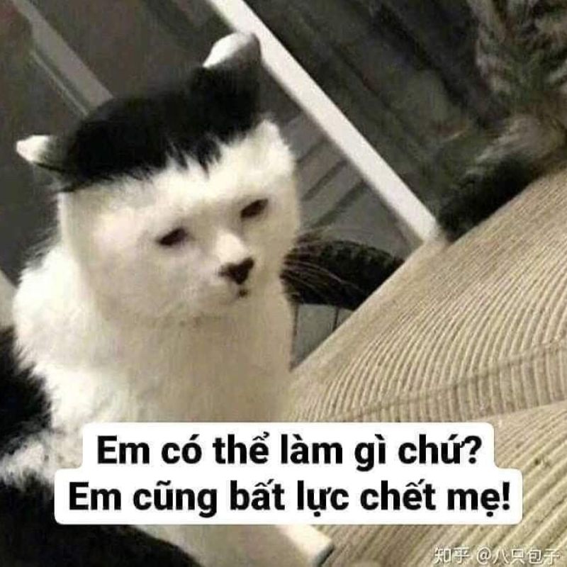 Ảnh meme từ chối bá đạo