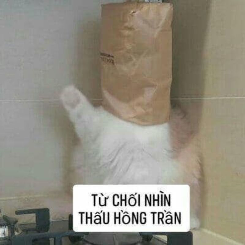 Ảnh meme từ chối nhìn một cách hài hước 