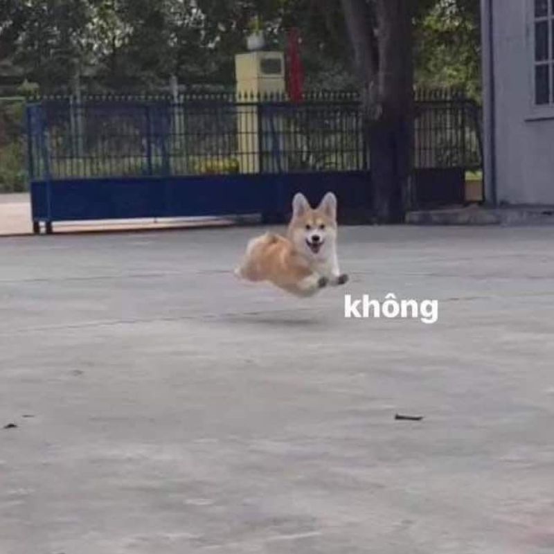 Meme từ chối cợt nhả