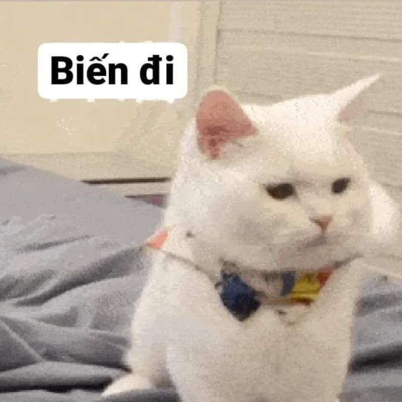 Ảnh meme từ chối hiểu