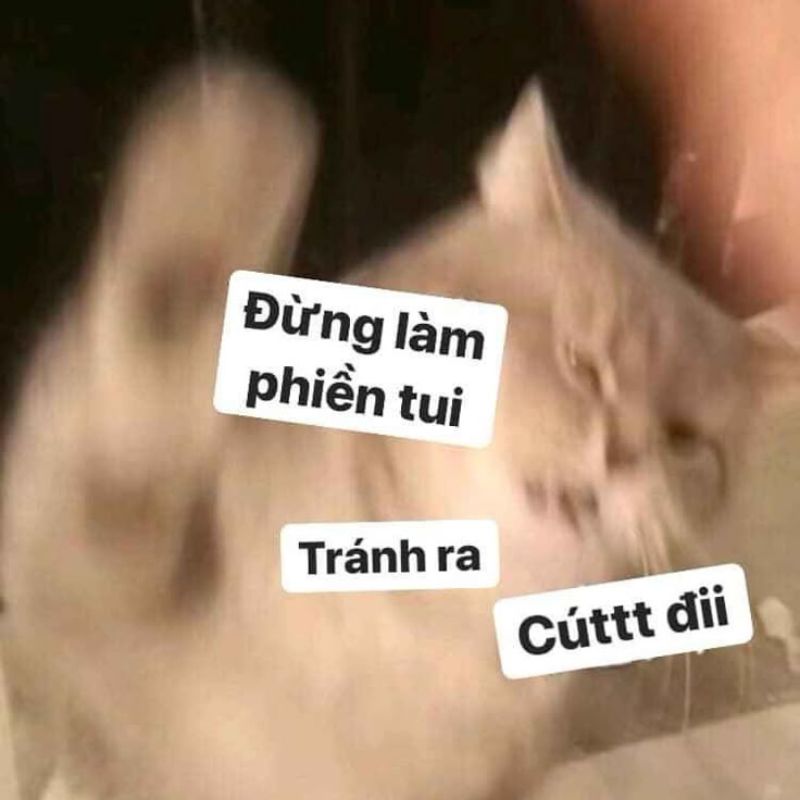 Meme từ chối không muốn làm phiền