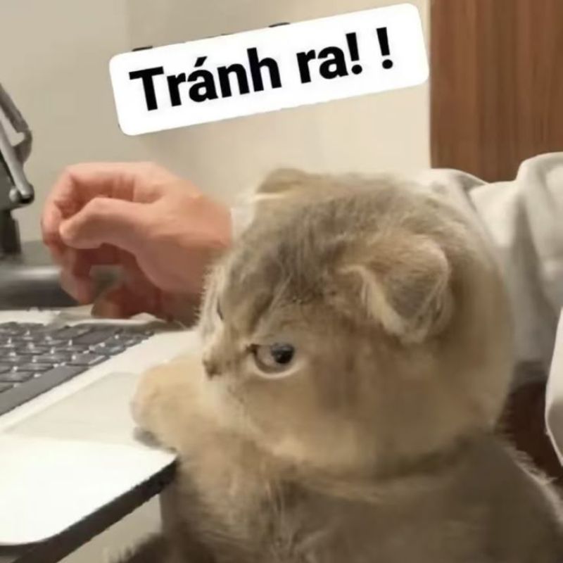 Từ chối hiểu meme
