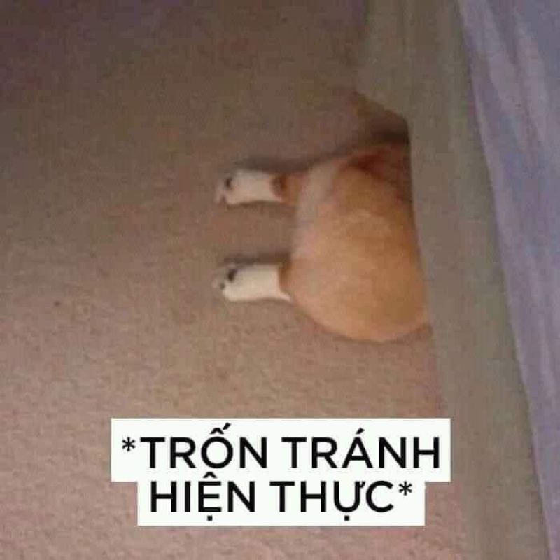 Meme từ chối trốn tránh hiện thực