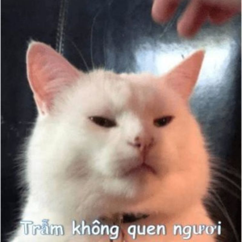 Meme từ chối quen biết